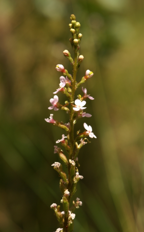 Stylidium graminifolium